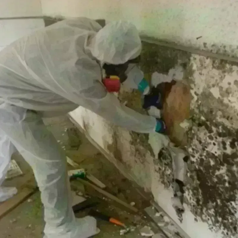 Mold Remediation and Removal in Thorsby, AL